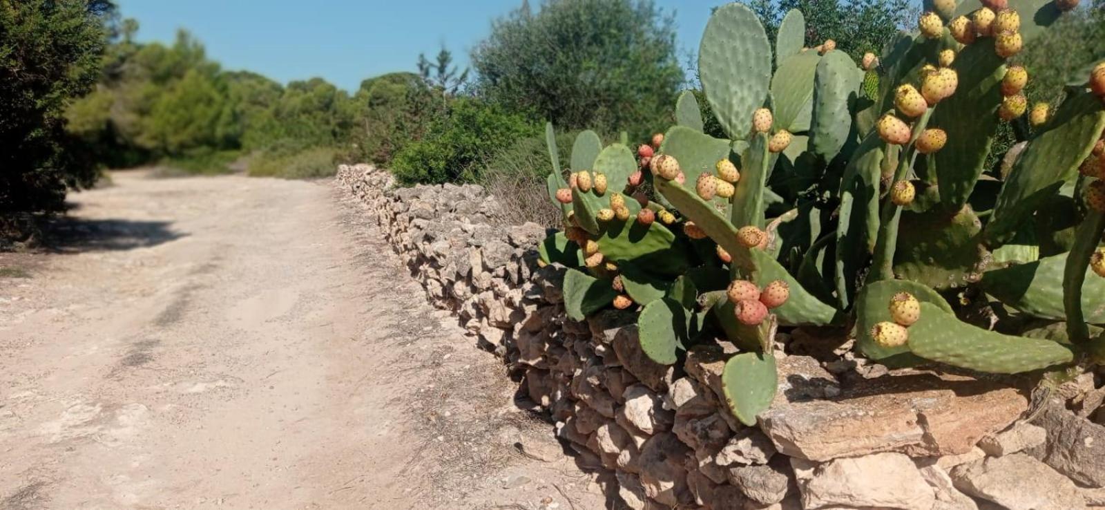 Estudio Cala Saona Esterno foto